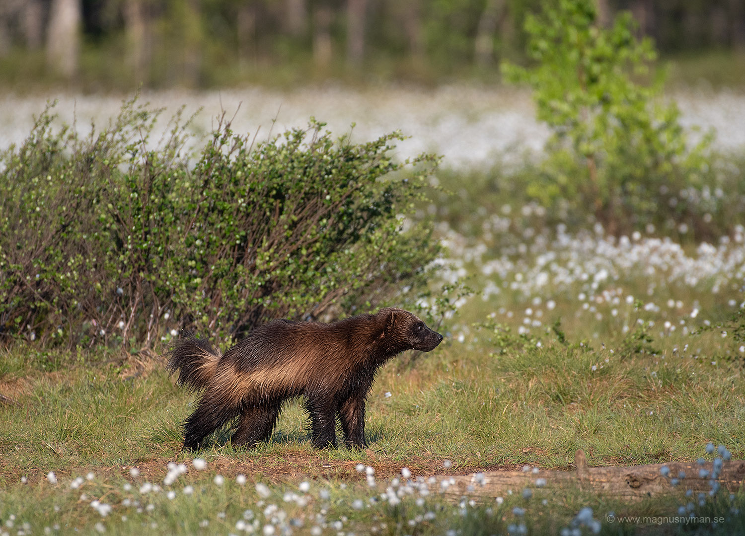 Wolverine