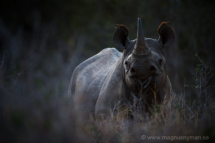 Rhino in africa. Photo Safari With Magnus Nyman